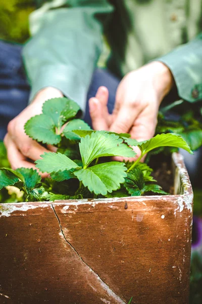 Ogrodnik z truskawkami — Zdjęcie stockowe