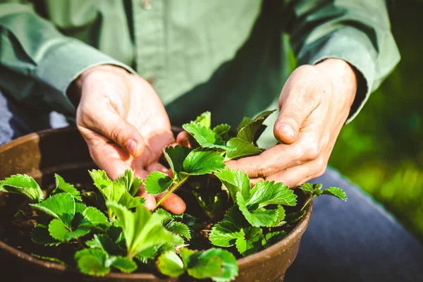 Gardener with strawberries — Stock Photo, Image