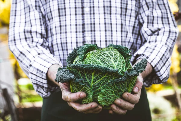 Agricoltore con erbe aromatiche — Foto Stock