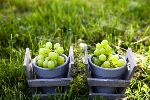 Uvas en pasto — Foto de Stock