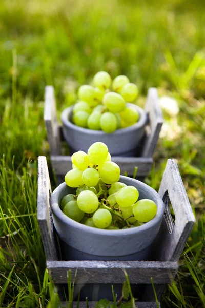 Виноград в траве — стоковое фото