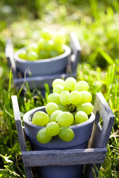 Friss szőlő a kosárba. — Stock Fotó
