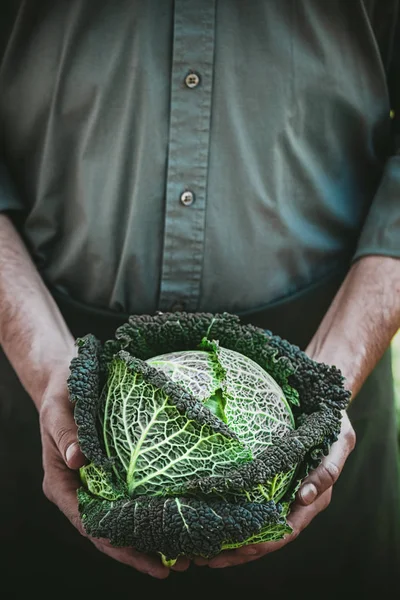 Gård med grønnkål – stockfoto