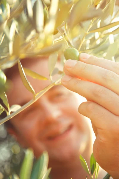 Oliven-Ernte im Herbst — Stockfoto