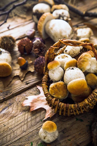在木材上的蘑菇 — 图库照片