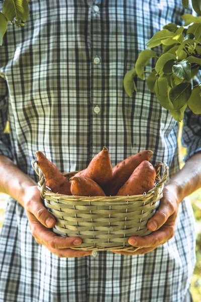 Agricultor com batatas doces — Fotografia de Stock