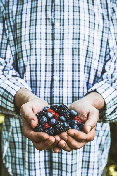 Farmer with blackberries — Stock Photo, Image