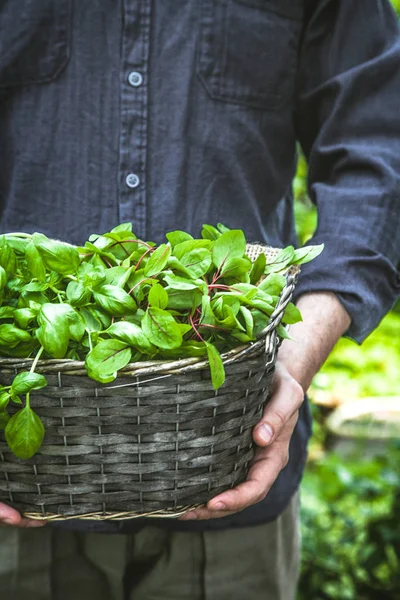 Organic Gardening Farmers Hands Fres Herbs Spring Gardening — Stock Photo, Image