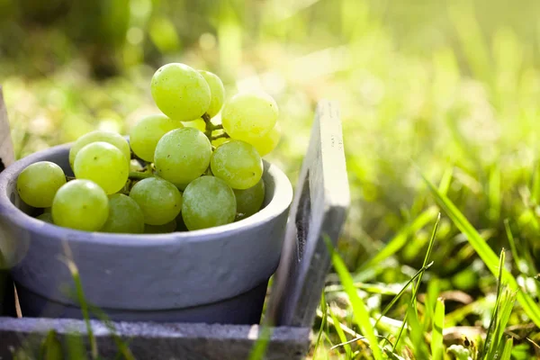 Grapes Harvest Fresh Grapes Basket — Stock Photo, Image