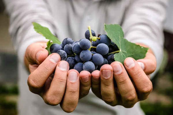 Colheita Uvas Mãos Agricultores Com Uvas Pretas Recém Colhidas — Fotografia de Stock