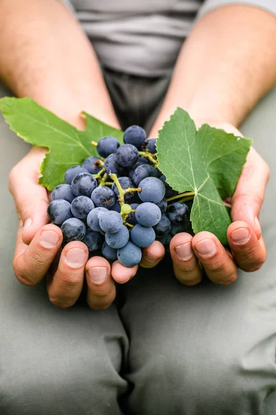 Colheita Uvas Mãos Agricultores Com Uvas Pretas Recém Colhidas — Fotografia de Stock