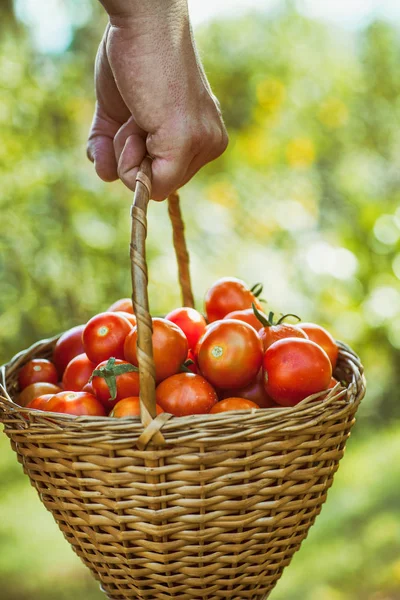 Raccolta Pomodori Mani Contadine Con Pomodori Appena Raccolti — Foto Stock