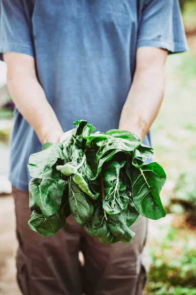 Mangold in hands — Stock Photo, Image