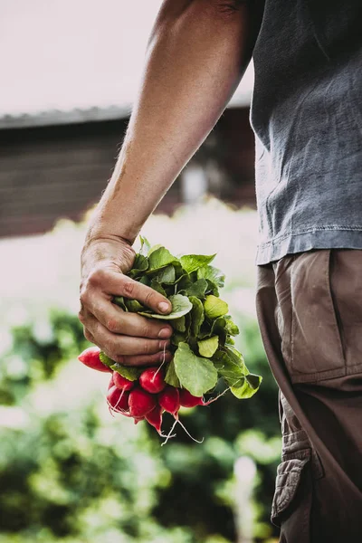 야채와 함께 농부 — 스톡 사진