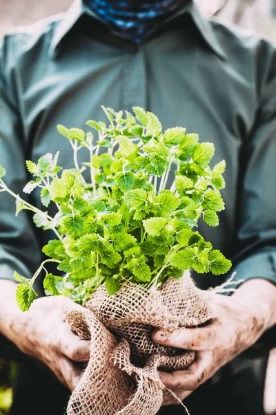 Farmer with herbs — Stock Photo, Image