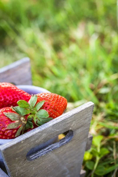 Erdbeeren im Gras — Stockfoto