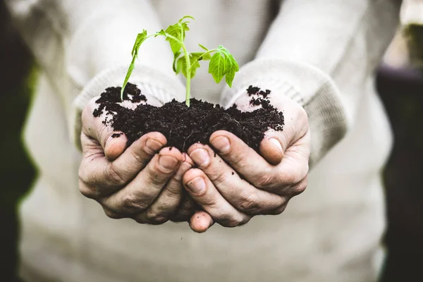 Plántulas de jardín en manos del agricultor — Foto de Stock