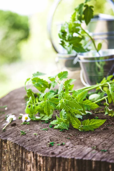 Gartensetzlinge auf Holz — Stockfoto