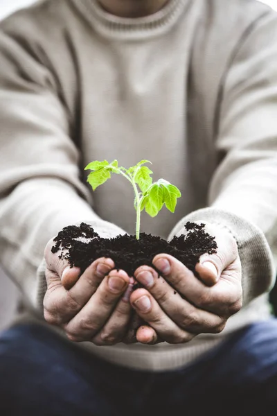 Jardinero Con Plántulas Vegetales Jardín Primavera Plántulas Manos Agricultores — Foto de Stock