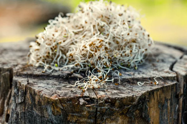 Alfalfa sprouts on wood — Stock Photo, Image