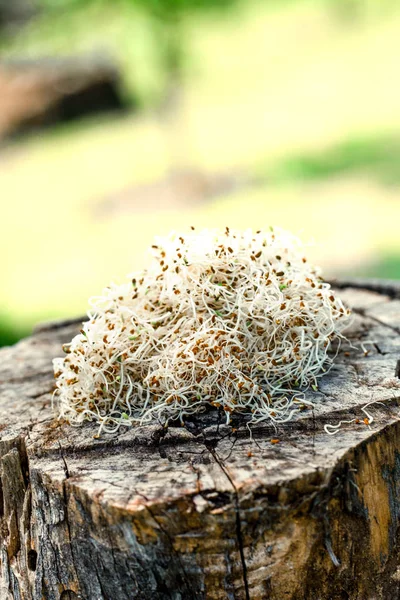 Alfalfa sprouts on wood — Stock Photo, Image