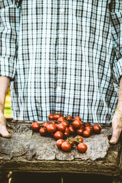 유기농 농부들은 채소를 손으로 잡는다 유기농 토마토 — 스톡 사진