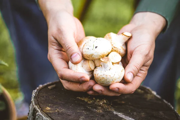 Farmář s houbami — Stock fotografie