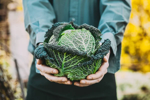 Agricoltore con cavolo riccio — Foto Stock