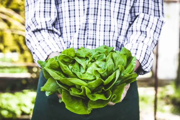 Farmer with lettuce — Stock Photo, Image