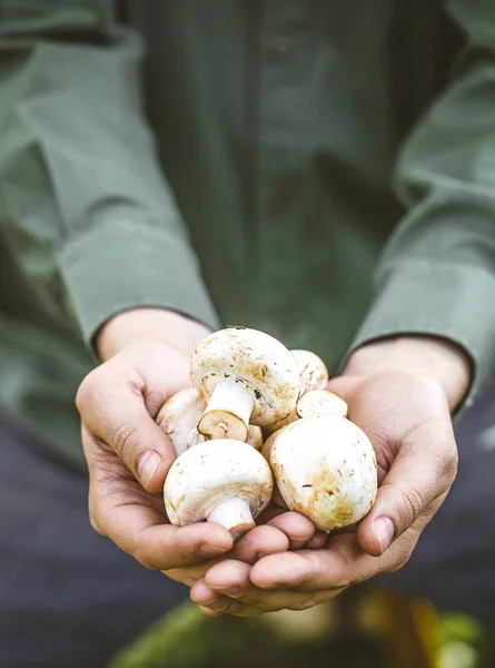 Cogumelos Orgânicos Comida Saudável Cogumelos Frescos Nas Mãos Dos Agricultores — Fotografia de Stock