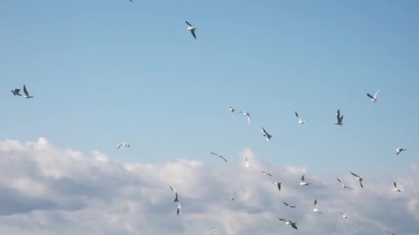 Möwen Fliegen Der Gruppe Blauen Himmel — Stockvideo