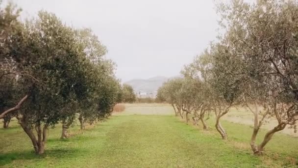 春天的橄榄树分枝 — 图库视频影像