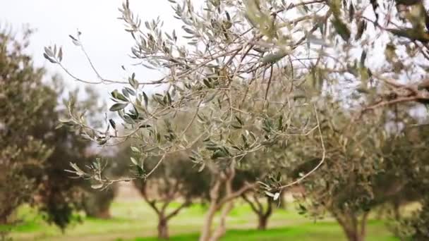 春の日のオリーブの木の枝 — ストック動画