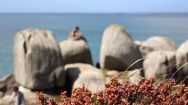 Un niño está sentado en una gran roca sobre el mar. Algunos caminantes pasan por un sendero a lo largo de la orilla. El brezo rojo en flor en primer plano es agitado por el viento. La gente está fuera de foco . — Vídeo de stock