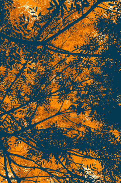 Вид под подсветкой листвы, силуэты ветвей и листьев голубого и оранжевого цвета. Летний или осенний пейзаж растительности в вечернее время
.