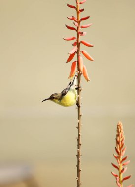 Aloe Vera bitki çiçek sarı Sunbird yaban hayatı