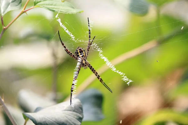 蜘蛛昆虫的 Web-特写宏 — 图库照片