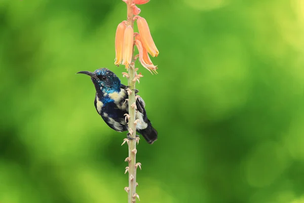 알로에 베라 식물 꽃에 자주색 Sunbird 야생 동물 — 스톡 사진