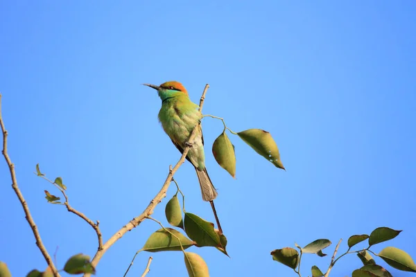 Green Bee Eater Bird в Нью-Дели, Индия — стоковое фото