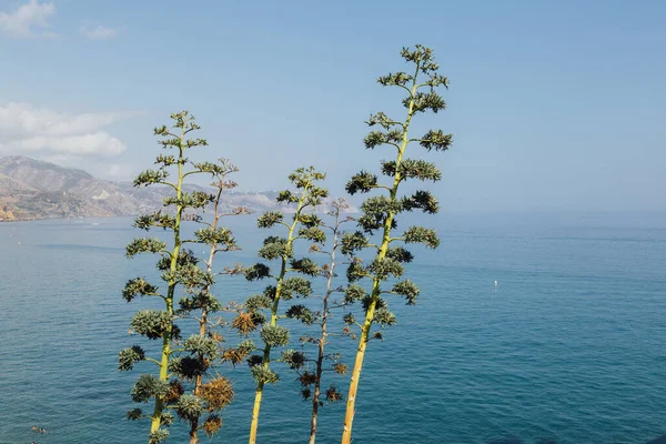 Playa Calahonda Nerja Piękny Słoneczny Dzień Nerja Malaga Hiszpania — Zdjęcie stockowe