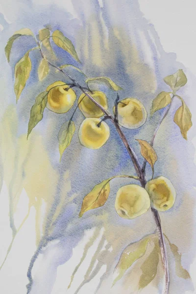 Κίτρινα μήλα υποκατάστημα ακουαρέλα — Φωτογραφία Αρχείου
