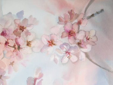 Sakura çiçek suluboya