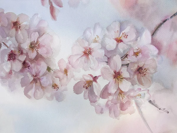 Sakura bloem aquarel voorjaar — Stockfoto