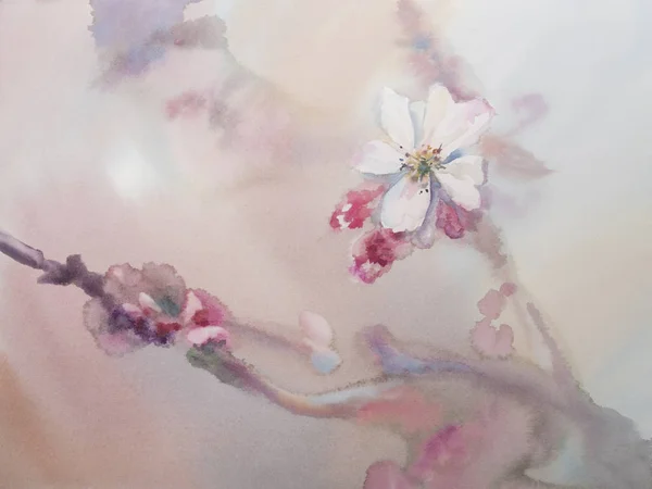 Sakura beyaz çiçek suluboya