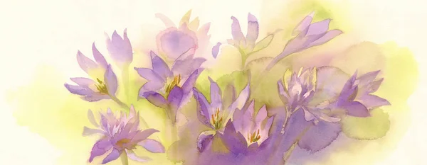 Colchicum watercolor background — Stock Photo, Image