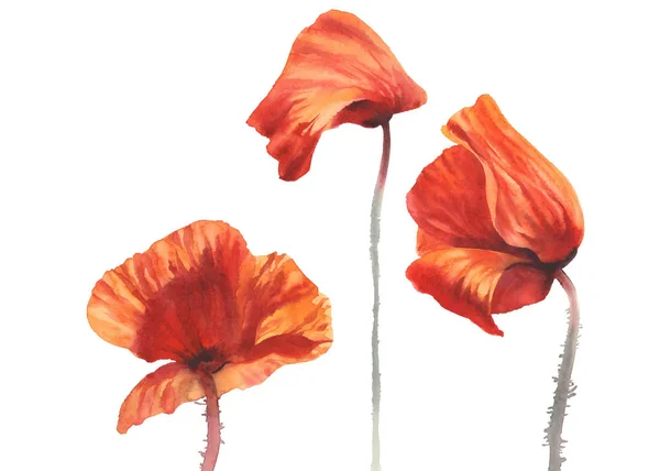 Poppy soliga isolerade akvarell — Stockfoto