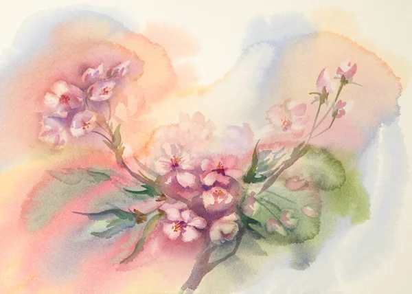 Aquarelle fleur de sakura — Photo