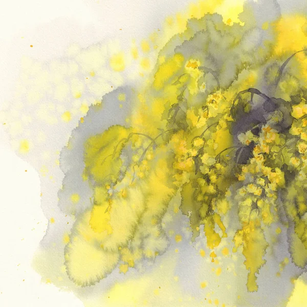 Akwarela kwiat mimozy — Zdjęcie stockowe