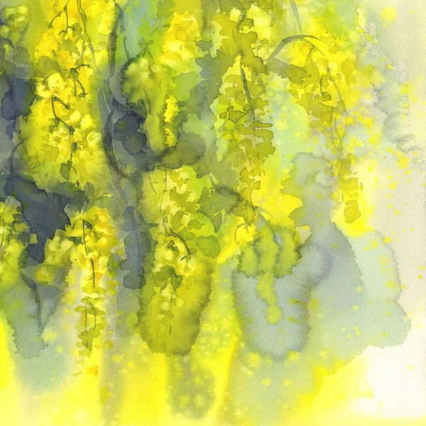 Yellow mimosa watercolor background — Stock Photo, Image