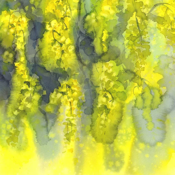 Yellow mimosa watercolor background — Stock Photo, Image